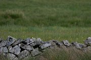 DPPhotography - Extremadura - Yellow wagtail - A