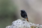 Black redstart