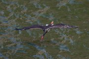 Black stork