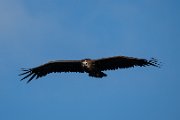 Black vulture