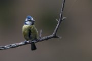 Blue tit