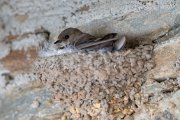 Crag martin