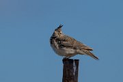 Crested lark