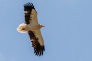 Egyptian vulture