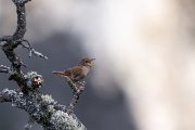 Eurasian wren