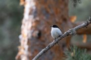 European pied flycatcher