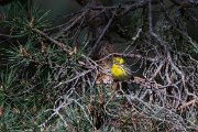 European serin