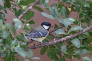 Great tit