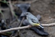 Grey wagtail