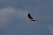 Montagu's harrier
