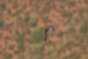 Peregrine
