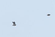 Pin-tailed sandgrouse