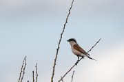Red-backed shrike