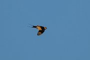 Red-rumped swallow