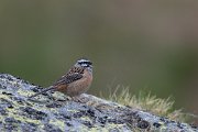 Rock bunting