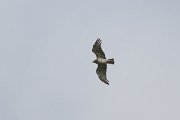 Short-toed eagle
