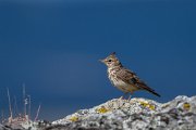 Thekla lark