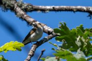 Western Bonelli's warbler