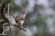 Western subalpine warbler