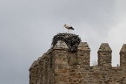 White stork