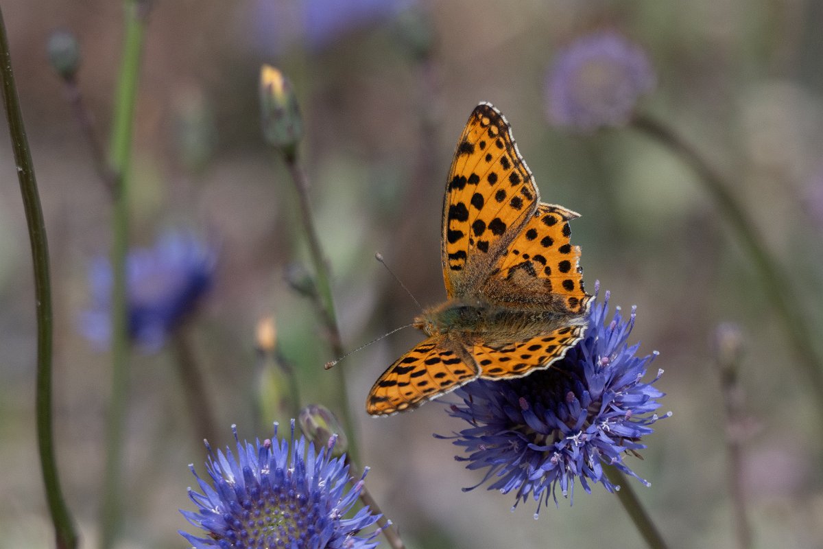DPPhotography - Extremadura - Queen of Spain fritillary - A.jpg - Queen of Spain fritillary, Issoria lathonia - Rio Tormes, Castilla y León