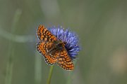 DPPhotography - Extremadura - Marsh fritillary - F