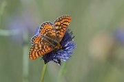 DPPhotography - Extremadura - Marsh fritillary - I
