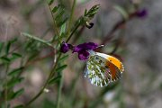 DPPhotography - Extremadura - Orange tip - A