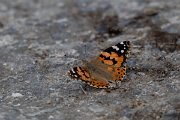 DPPhotography - Extremadura - Painted lady - A