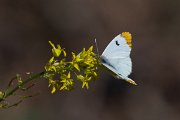 DPPhotography - Extremadura - Provence orange tip - F