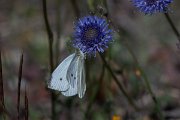 DPPhotography - Extremadura - Small white - C