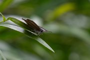 DPPhotography - Extremadura - Spanish purple hairstreak - C