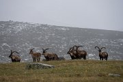 DPPhotography - Extremadura - Iberian ibex - A