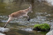 DPPhotography - Extremadura - Iberian ibex - AA