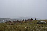 DPPhotography - Extremadura - Iberian ibex - B