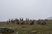 DPPhotography - Extremadura - Iberian ibex - C
