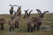DPPhotography - Extremadura - Iberian ibex - D