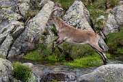 DPPhotography - Extremadura - Iberian ibex - S
