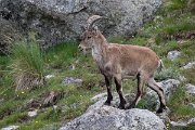 DPPhotography - Extremadura - Iberian ibex - V