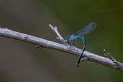 DPPhotography - Extremadura - Blue-eye - A