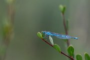 DPPhotography - Extremadura - Blue-eye - C
