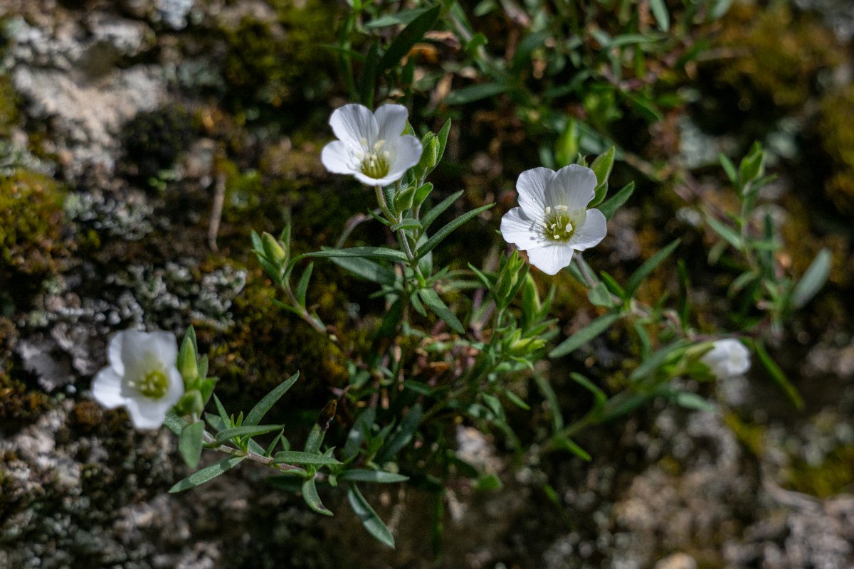 DPPhotography - Extremadura - Arenaria montana - B.jpg - Arenaria montana - Parador de Gredos, Castilla y León