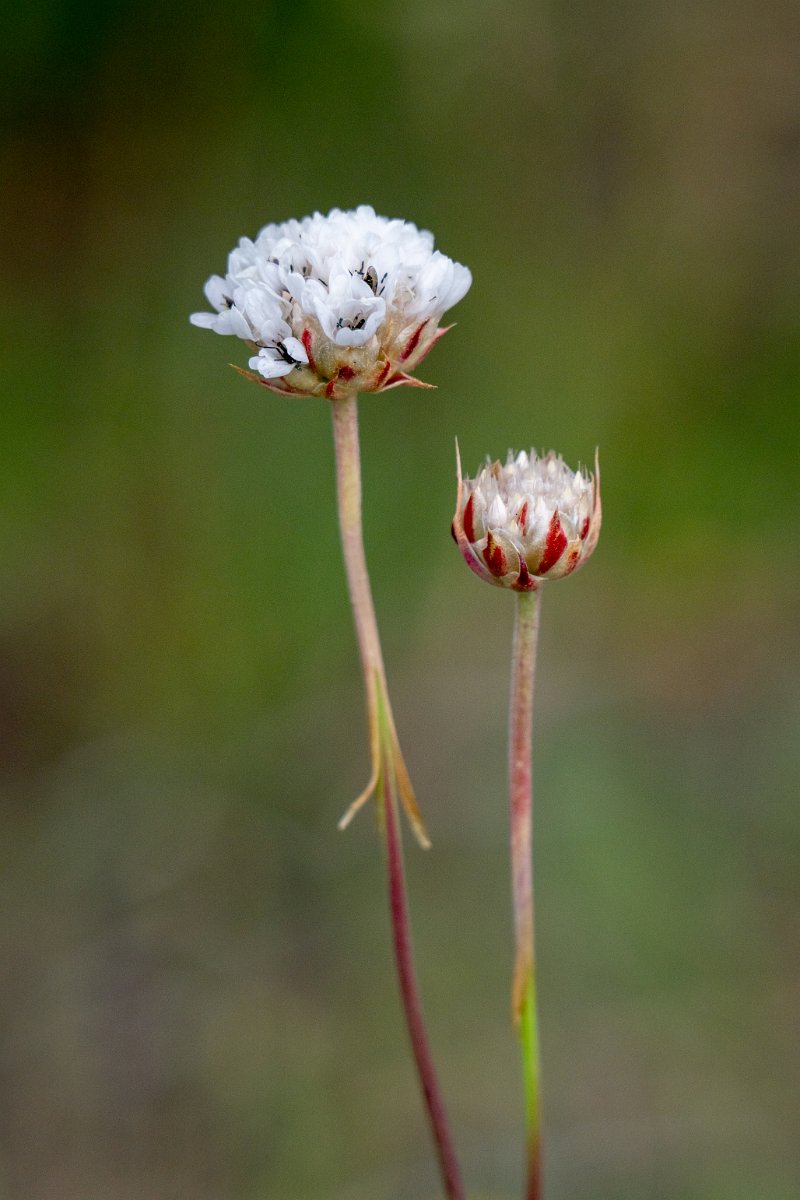 DPPhotography - Extremadura - Armeria transmontana - A.jpg - Armeria transmontana - Plataforma de Gredos, Castilla y León