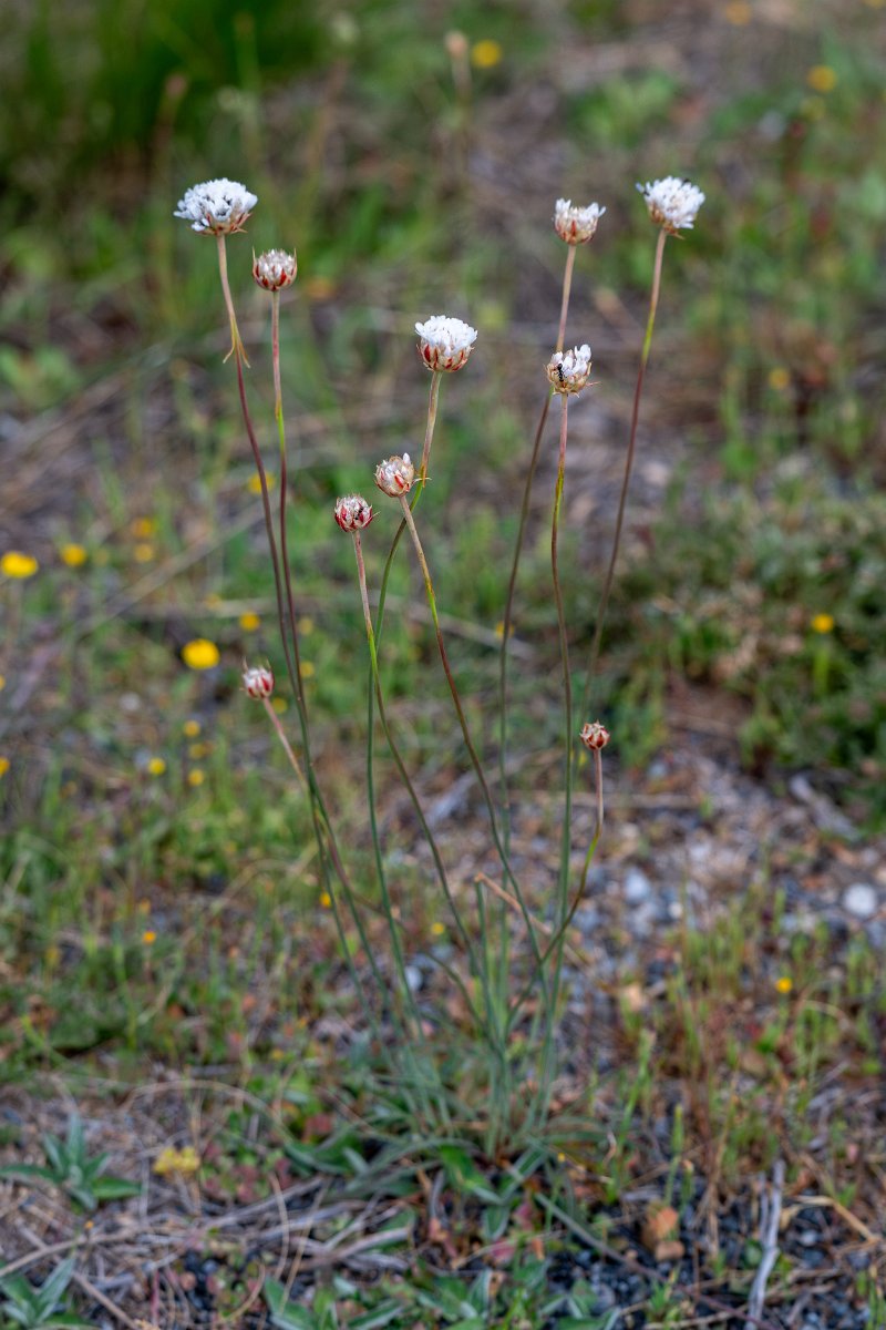 DPPhotography - Extremadura - Armeria transmontana - B.jpg - Armeria transmontana - Plataforma de Gredos, Castilla y León