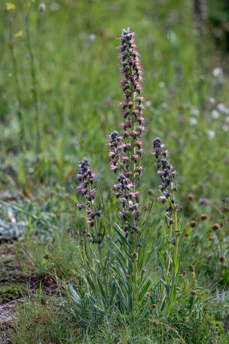 DPPhotography - Extremadura - Echium lusitanicum - A.jpg - Echium lusitanicum - Rio Tormes, Castilla y León