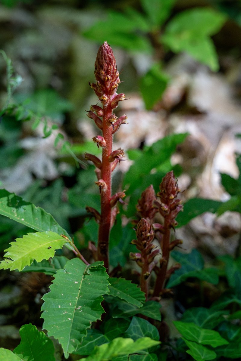 DPPhotography - Extremadura - Ivy broomrape - A.jpg - Ivy broomrape, Orobanche hederae - Castañar Gallego de Hervas, Extremadura