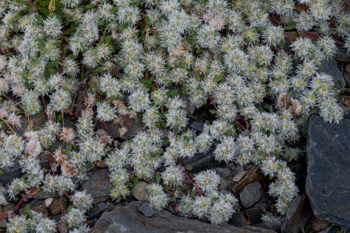 DPPhotography - Extremadura - Paronychia argentea - A.jpg - Paronychia argentea - Puentes de Don Francisco, Embalse de José María de Oriol
