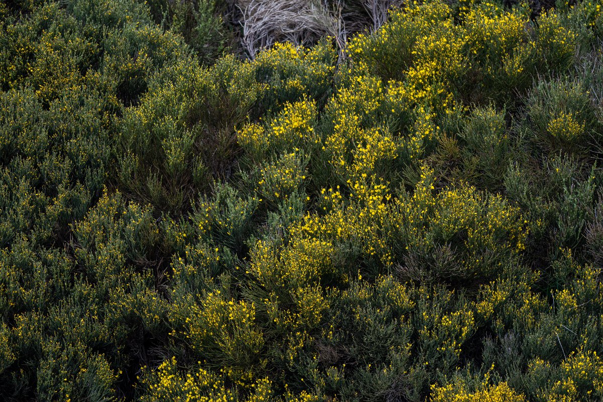 DPPhotography - Extremadura - Pyrenean broom - B.jpg - Pyrenean Broom, Cytisus oromediterraneus - La Covatilla, Sierra de Bejar, Castilla y León