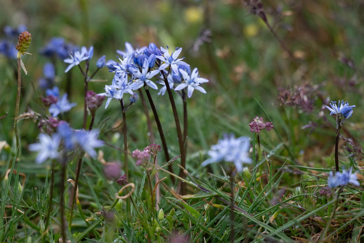 DPPhotography - Extremadura - Scilla verna - B.jpg - Spring squill, Scilla verna - Plataforma de Gredos, Castilla y León