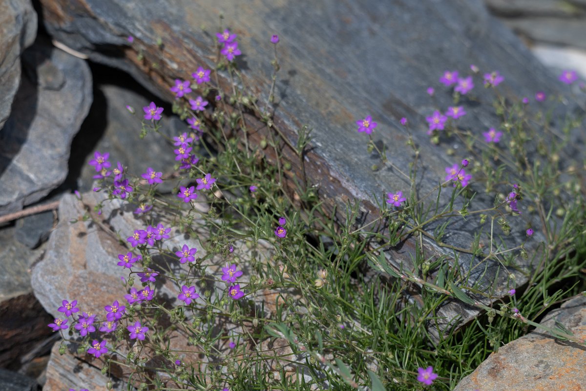DPPhotography - Extremadura - Spergularia purpurea - B.jpg - Spergularia purpurea - Puentes de Don Francisco, Embalse de José María de Oriol